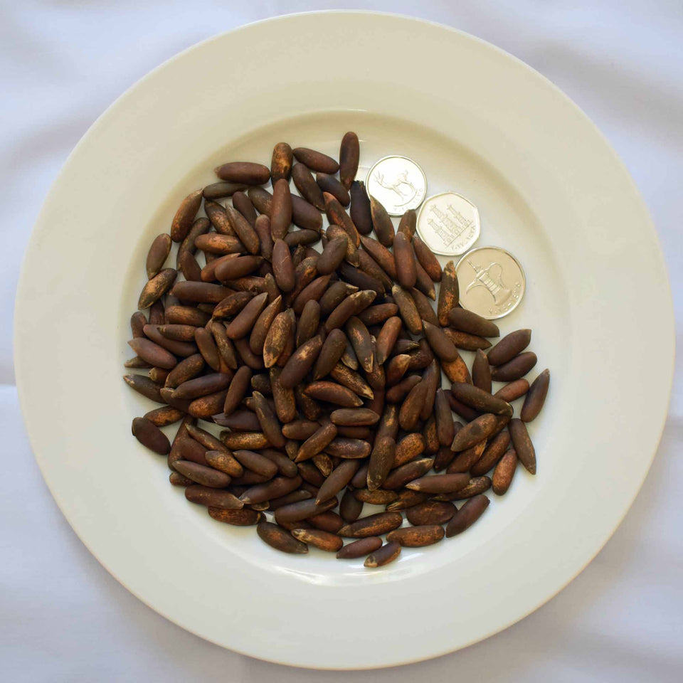 Chilgoza Pine Nuts with Shell