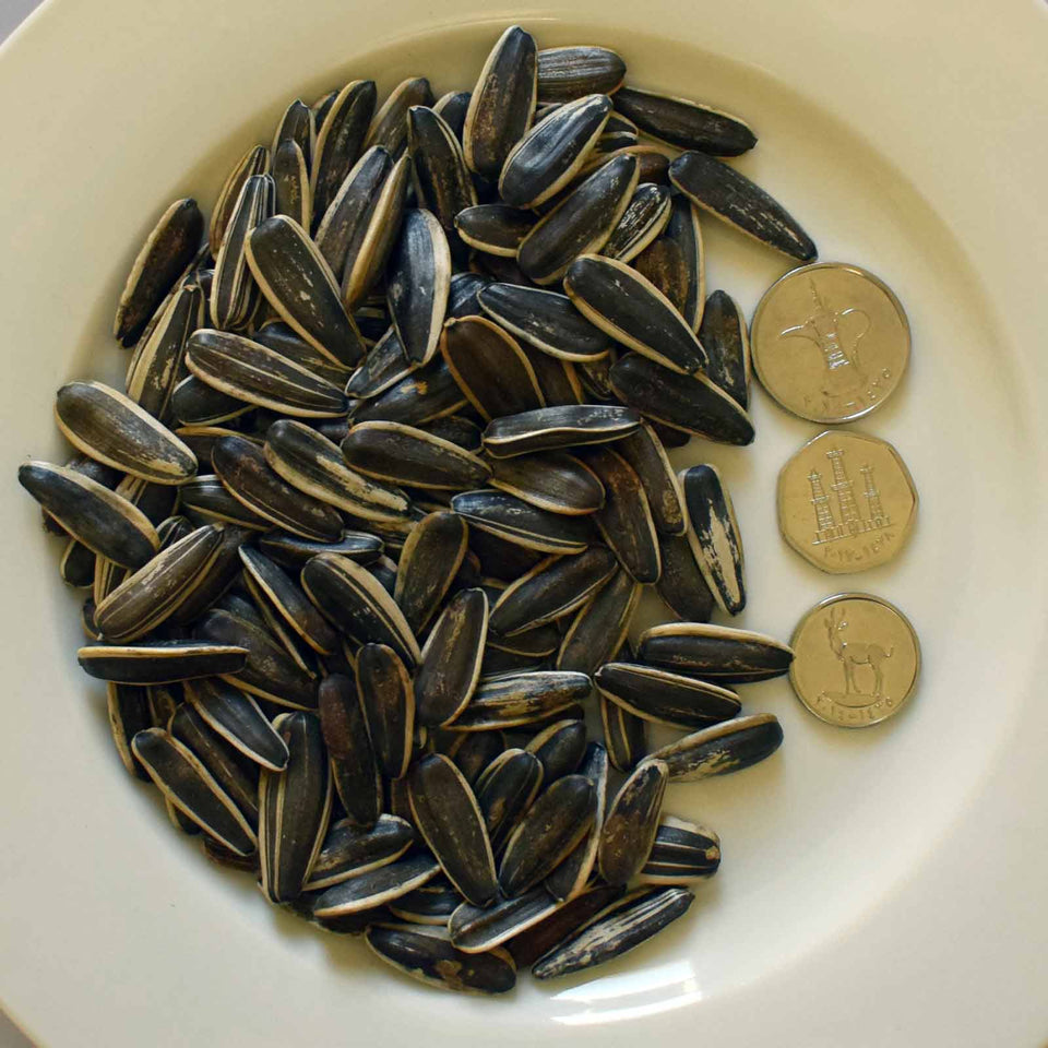 Sunflower seed