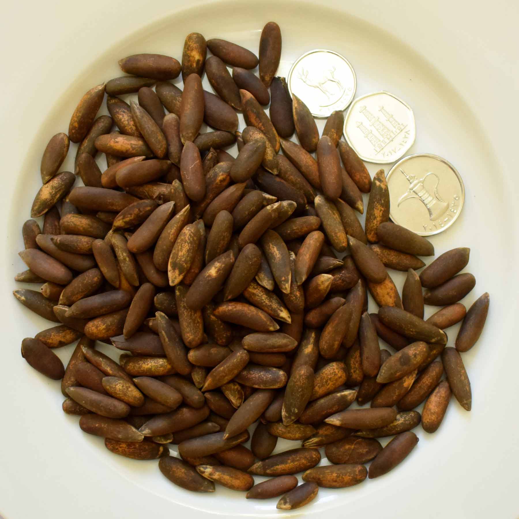 Chilgoza Pine Nuts with Shell